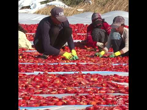 Torbalı Ovası'nda domatesler ihracat için güneşe serildi