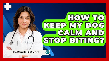 How To Keep My Dog Calm And Stop Biting? - PetGuide360.com