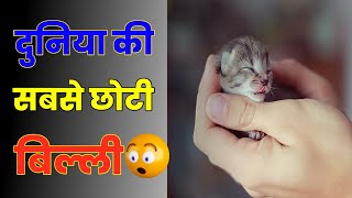 दुनिया की सबसे छोटी बिल्ली!! 🤔🤔 #shorts #tinker #cat #trnding screenshot 3