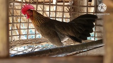 coj peb mu ncig saib qaib dib thiab hos huam uasi