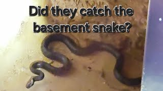 trying to catch the snake in my basement