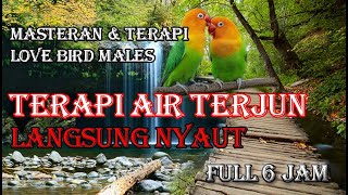 Terapi Lovebird I masteran Lovebird I Terapi Suara air terjun dan Lovebird Ngekek I 6 jam full