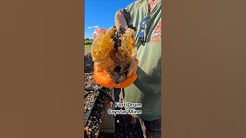 Incredible Calcified Clam ✨️🐚  Found in Florida 🌴 at @that_camping_couple 