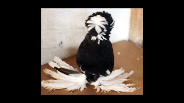 fancy pigeon status ❤️‍🔥😱#shorts  #viral #tiktok #trending #shortvideo