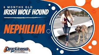 6 Month Old Irish Wolf Hound Nephillim!|Service Dog Prep| ECollar Training|
