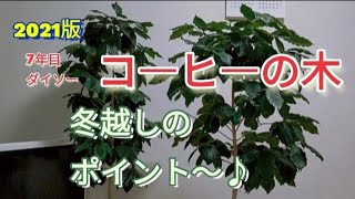 #コーヒーの木#冬越し【コーヒーの木冬越しポイント】100均7年目