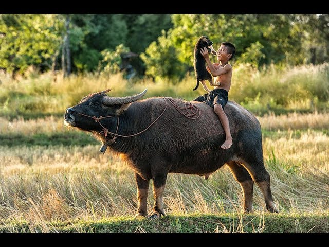 Thai Isaan Morlum