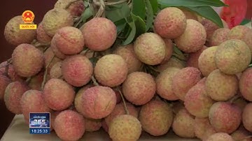 Duy trì chỉ dẫn địa lý vải thiều Thanh Hà