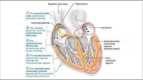 2402 Lecture Chapter 18 Heart 3 PowerPoint Screencast