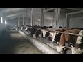 О кормлении быков | Отвечаю на вопросы подписчиков (Часть 1)