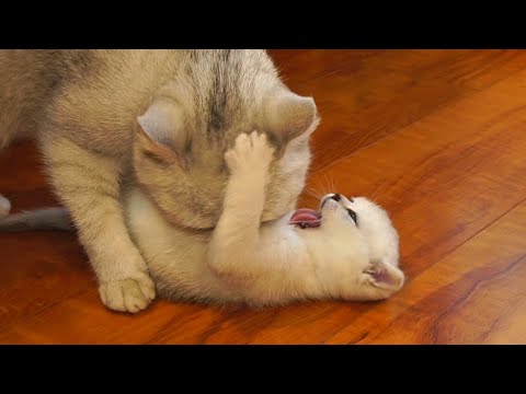 Video: Kattovergrooming: Hvorfor Slikker Katten Min Seg Så Mye?