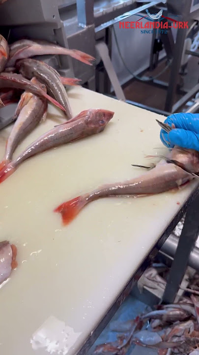 How to Fillet Gurnard #reels #shortsvideo #youtubeshorts #youtube #youtubeshort