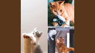 Background for Morning Cat Food