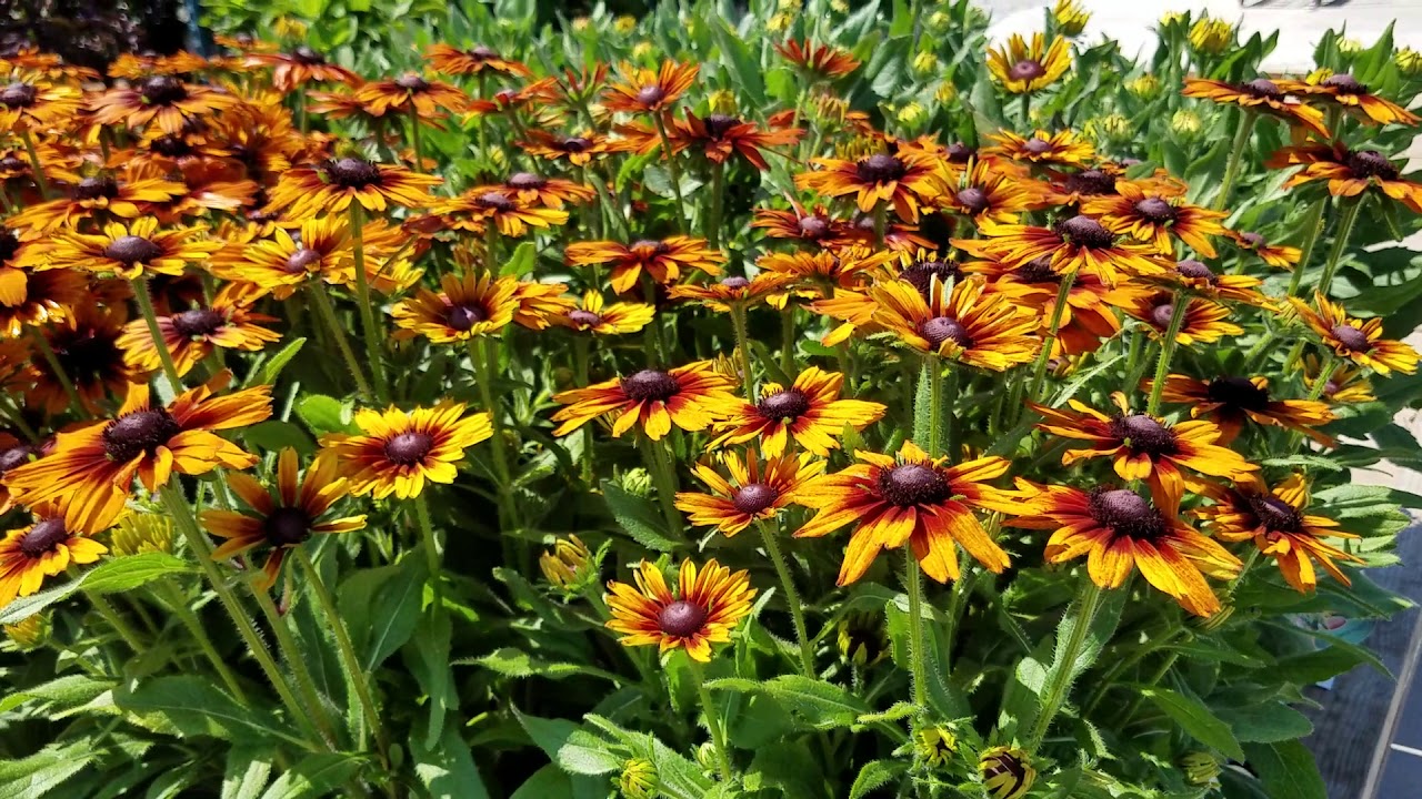Echibeckia™ Summerina™ Orange