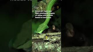World's deadliest: Green pit vipers #worldsdeadliest #snakes #shorts