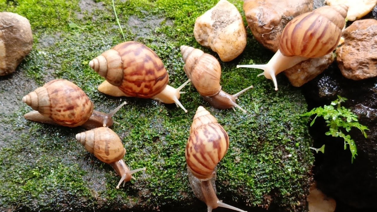 The Amazing Adaptation of Snails, more than just a shell 