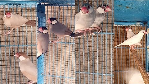 fown java |Gray Java split fown silver java | white java Spearow#birdsvideo#birdsvlogs#birdsbreeding