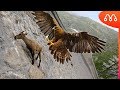 ÁGUIA CAPTURA CABRA DA MONTANHA