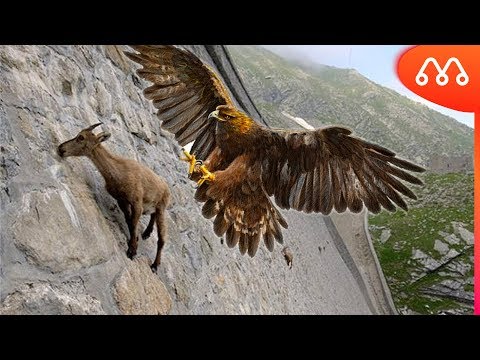 Video: Cabra Agria