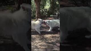 White Swiss shepherds from Dances with Wolves Ranch competing in Hunger Games 🏹