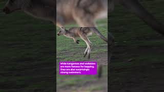 Kangaroo Swims Through Flood Water!