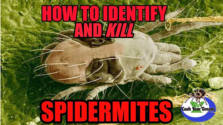 SPIDER MITES - HOW TO IDENTIFY & KILL SPIDER MITES...