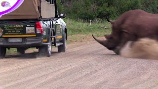 اقوى هجمات وحيد القرن التي التقطتها الكاميرات - لن تصدق ما ستراه