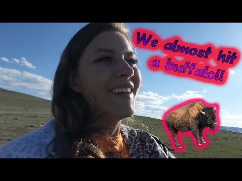 Vacation Part Three || Montana || Buffalo