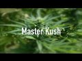 Master kush strain  information  review