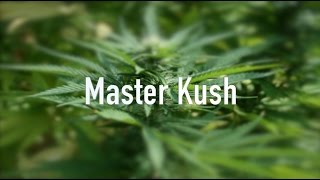 Master Kush Strain  Information / Review