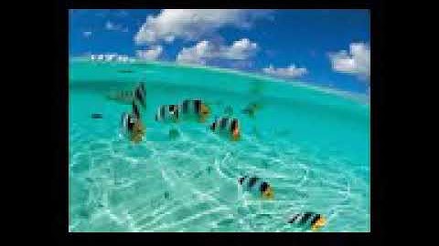 الرقية الشرعية الشيخ عبده نفيشة