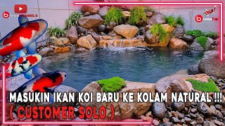 MASUKIN IKAN KOI BARU KE KOLAM NATURAL❗❗❗( CUSTOMER SOLO )