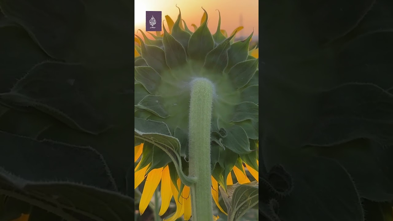 جمال حقول زهرة عباد الشمس في سوريا بعد عودة زراعتها