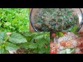 pudine ki chatni/Mint chatni/summer healthy chatni/kitchen garden/food