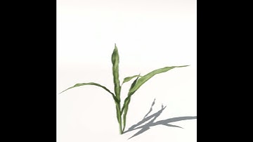 XfrogPlants Corn 3D model from CGTrader.com