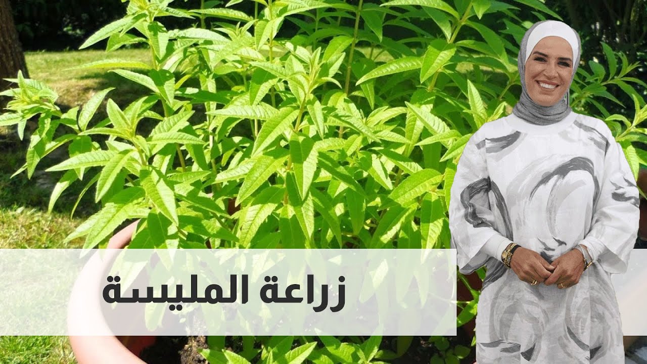 زراعة المليسة - مطبخ رؤيا