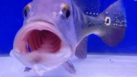 Cửa Hàng Cá Cảnh LỚN NHẤT Ở SÀI GÒN ( The Biggest Fish Store In Ho Chi Minh City )