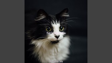 Pulsating Moods for Sleeping Cats