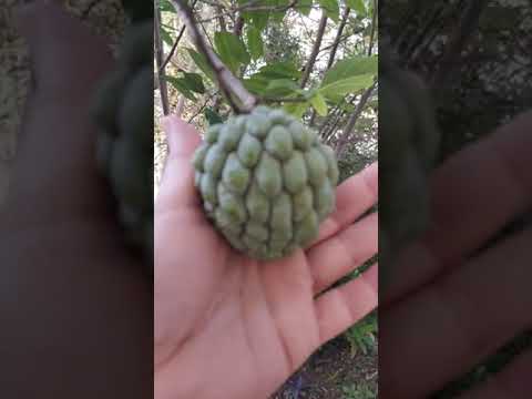 زراعة فاكهة القشطة من البذور لا تحتاج لتطعيم