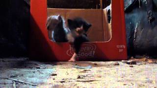Cutest kittens