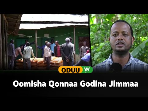 Oomisha Qonnaa Godina Jimmaa