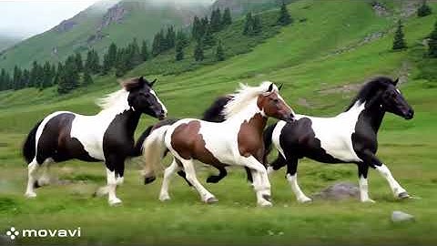 Beautifull Horse dancing race 4K video[City 3 tv] full watching video