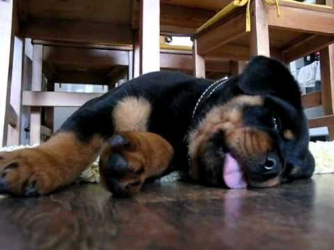 195 lb rottweiler rottweiler puppy trying to sleep doovi 195 lb rottweiler rottweiler puppy trying to sleep doovi