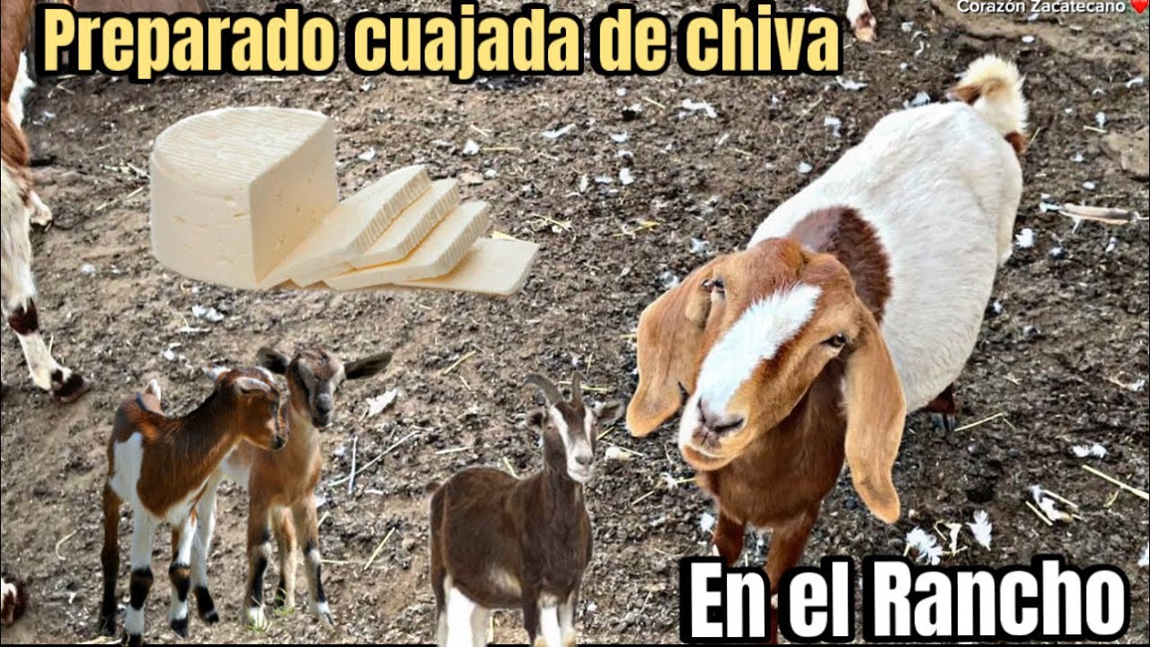 Así preparamos una cuajada de chiva !! 🐐