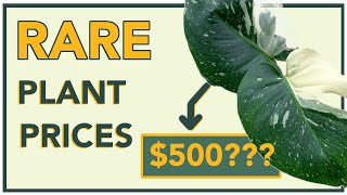 Why Are RARE PLANTS SO Expensive? | Exotic Tropical Houseplants