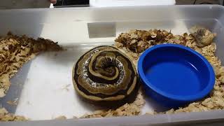 Pulling Eggs 3Rd Clutch Of The Season Lbx-22-3