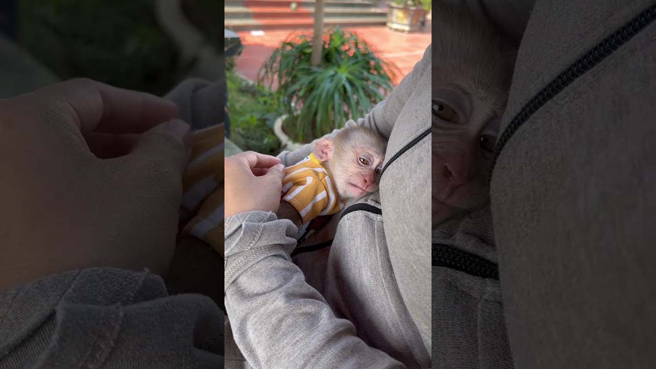 The baby monkey was playing and got sleepy.😴😴😴