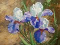 Ирисы  Irises Vugar Mamedov