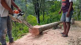 membuat usuk kayu mahoni 4×6 dengan chainsaw STIHL MS 382 30 inch