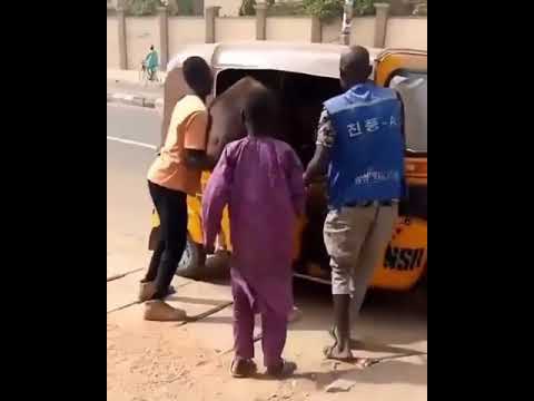 Watch As Young Men Tries To Transport A Horse With Tricycle